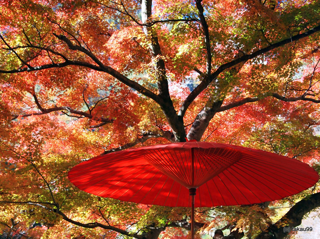 紅葉と赤い傘