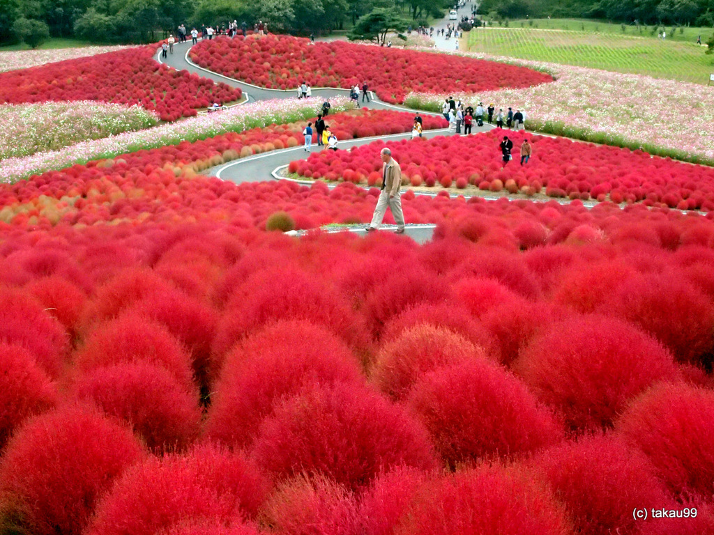 コキアの紅葉