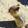 a squirrel