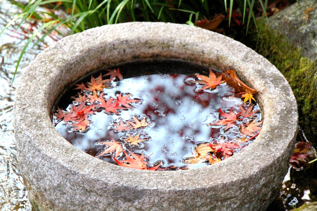 紅葉は浮かぶ