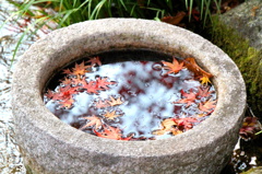 紅葉は浮かぶ