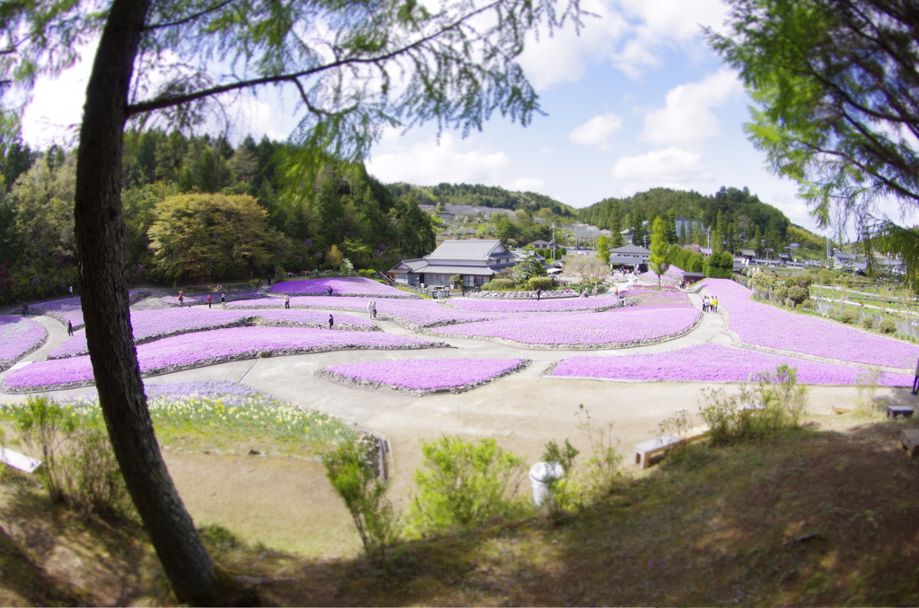 花じゅうたん