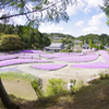 花じゅうたん