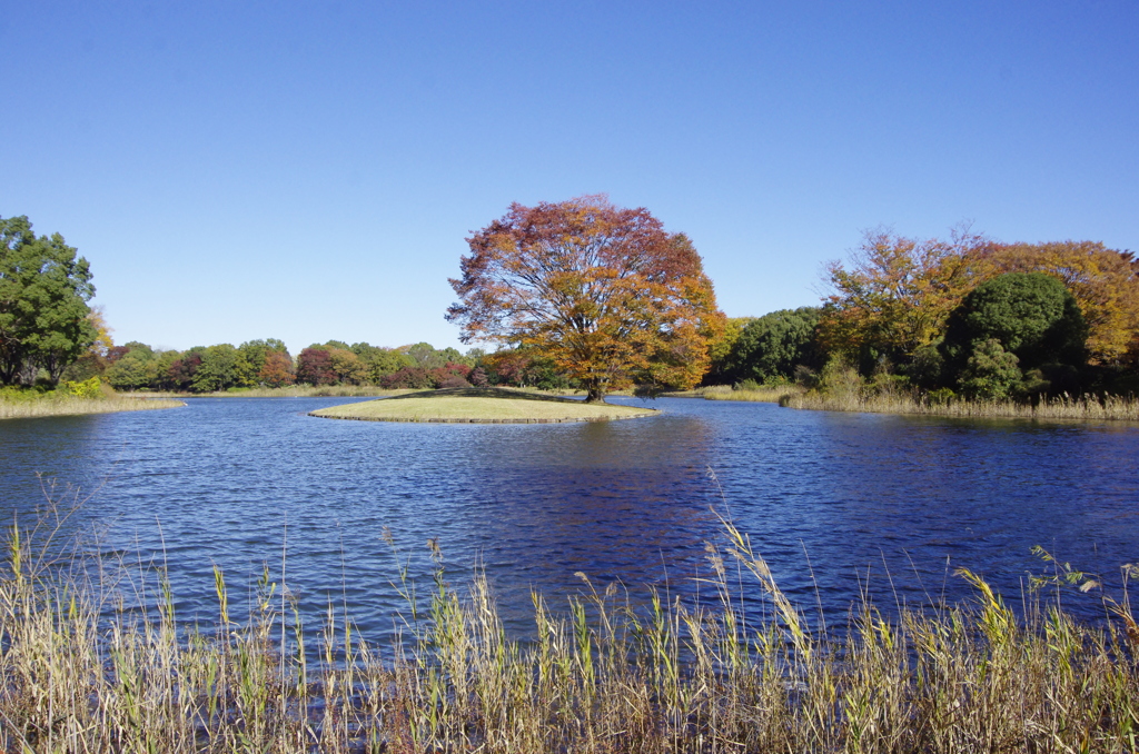 Autumun pond