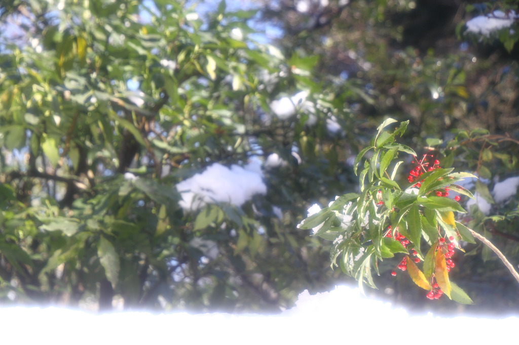 snow berries