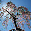 桜と生きる