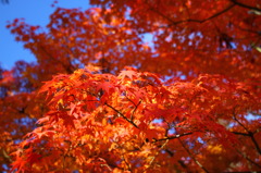 青空に紅葉は映える