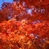 青空に紅葉は映える