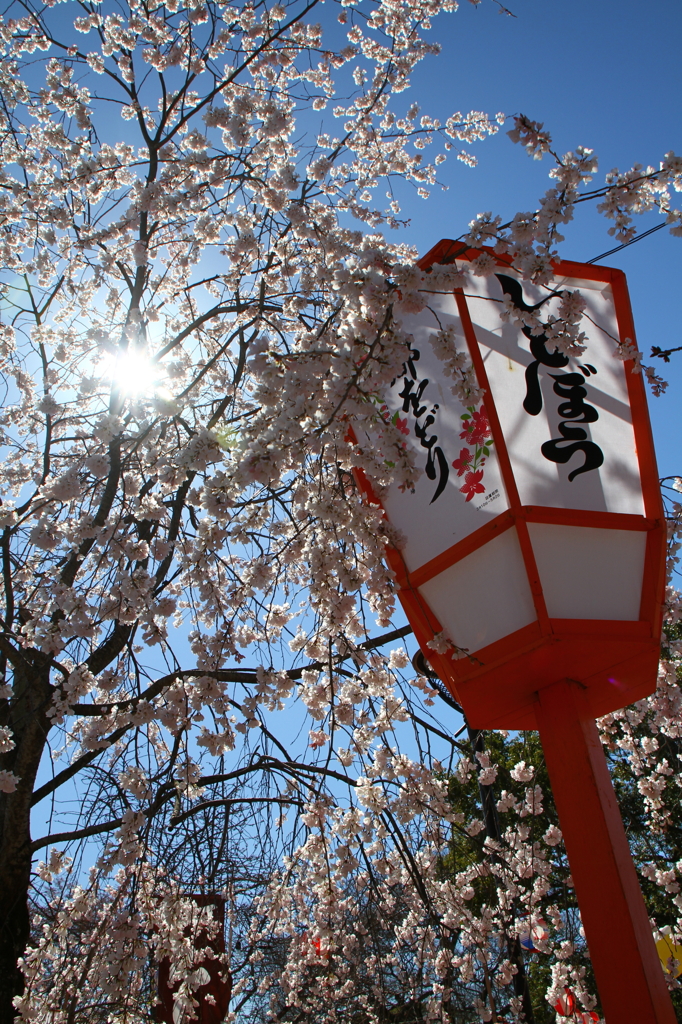 京の春