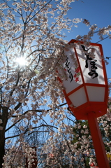 京の春