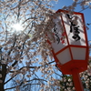 京の春