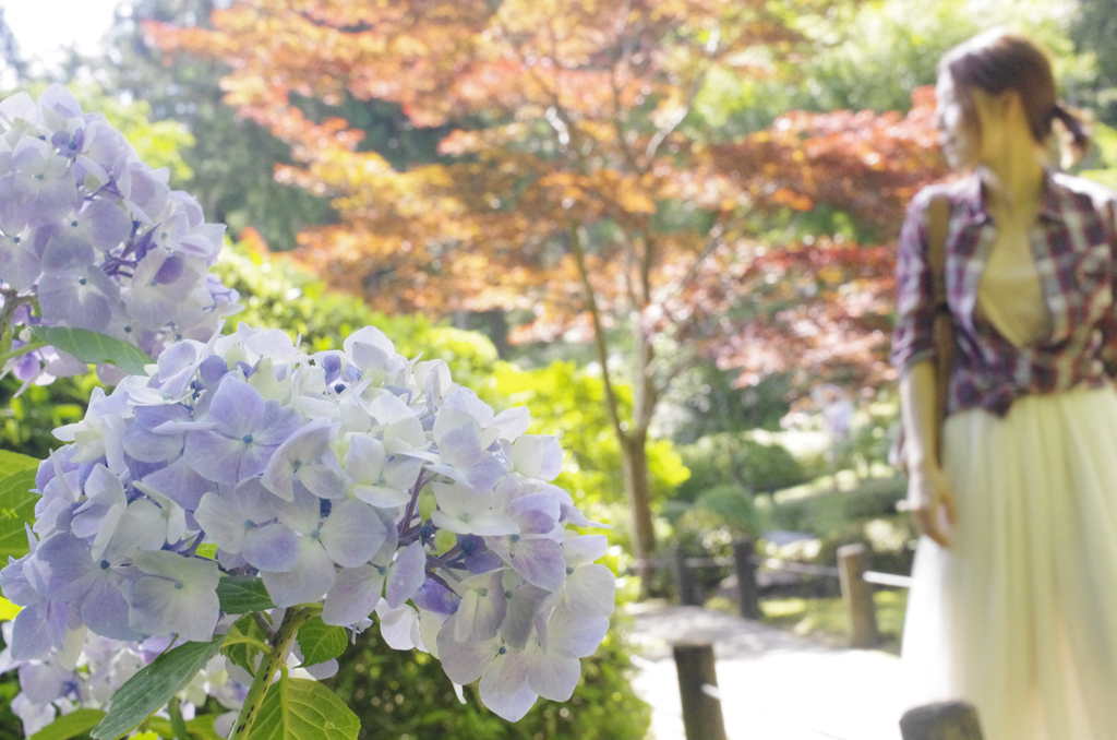紫陽花に誘われて