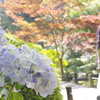紫陽花に誘われて