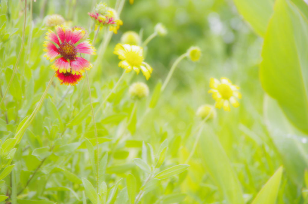 南国flower
