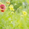 南国flower