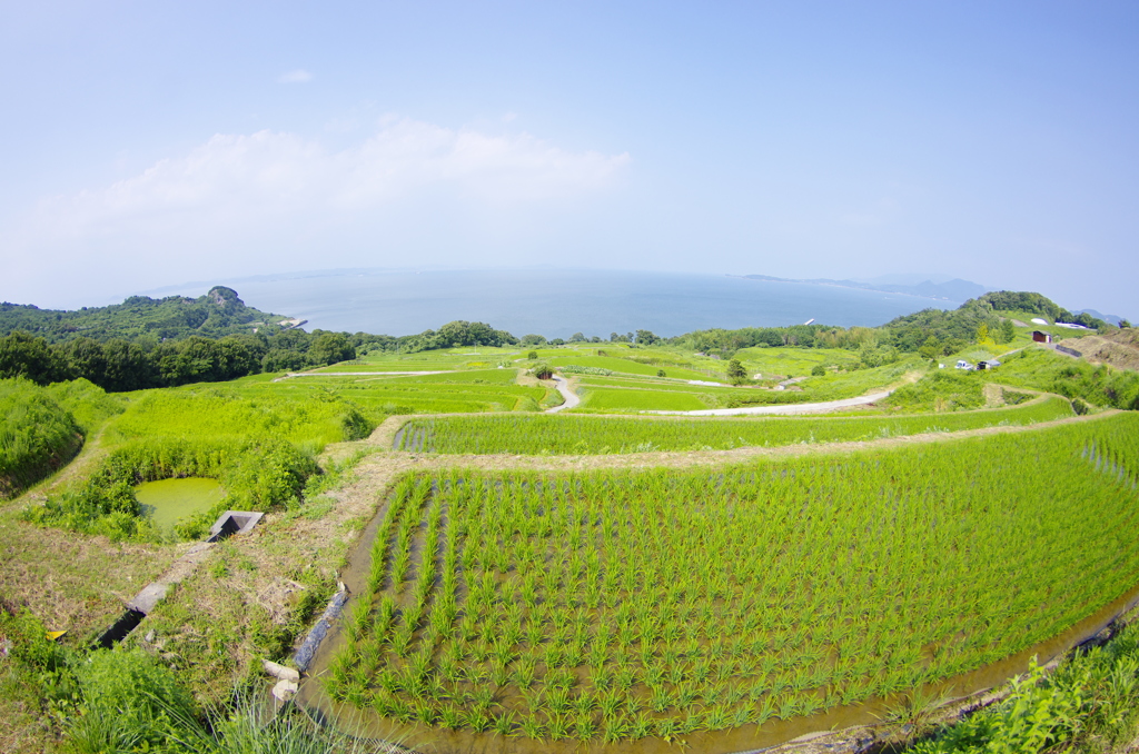 棚田