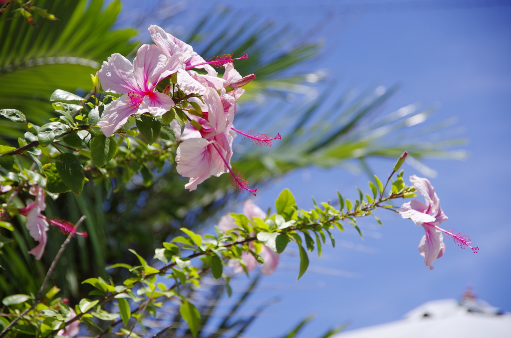 summer flower