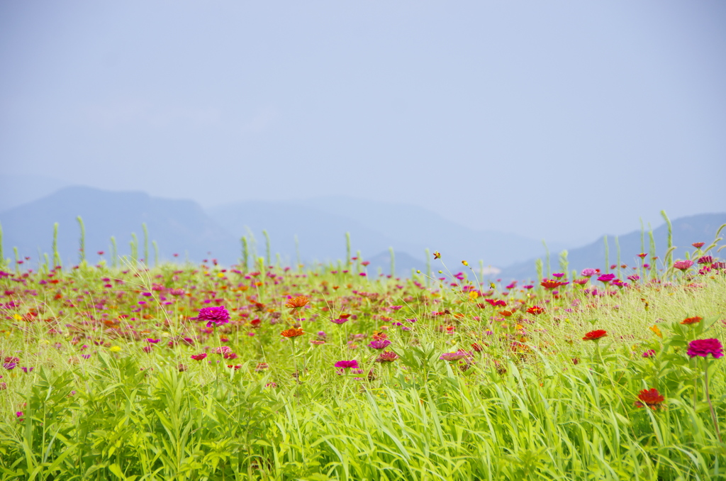 花咲く夏の日