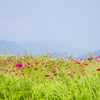 花咲く夏の日