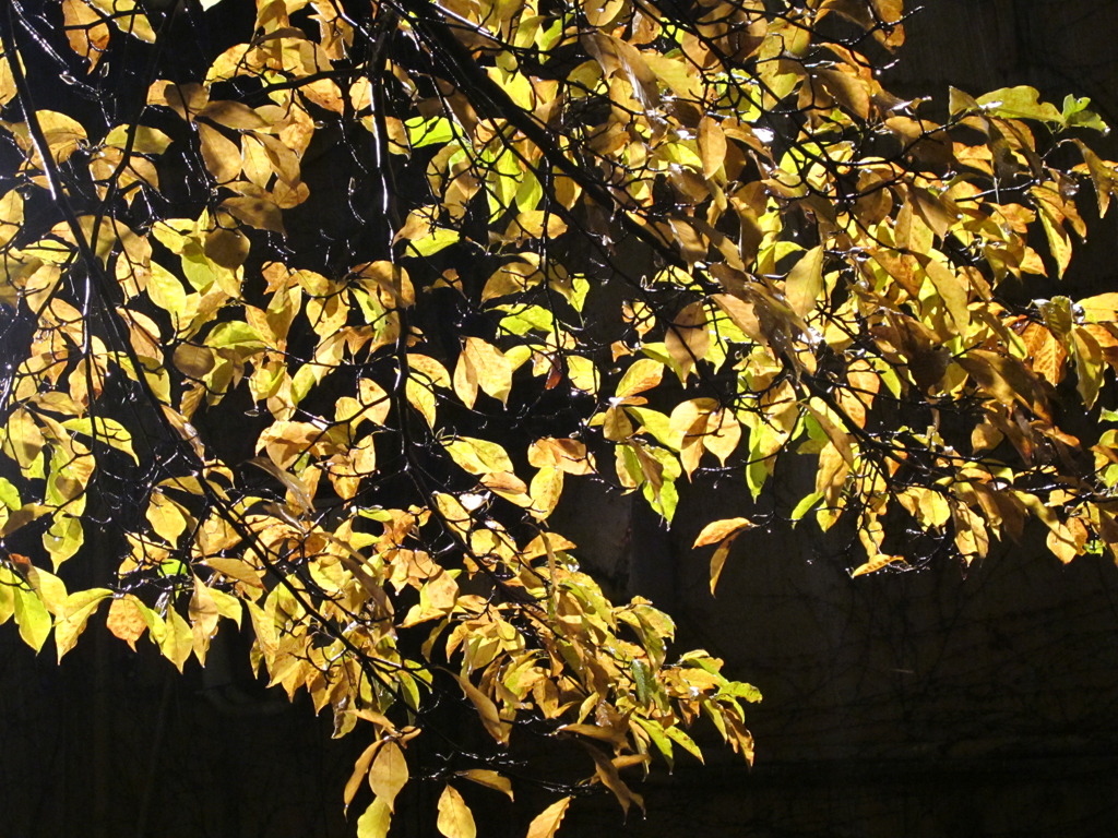 闇に光る葉
