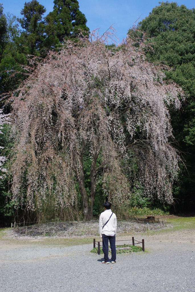 見上げた夢