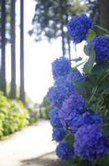紫陽花小路