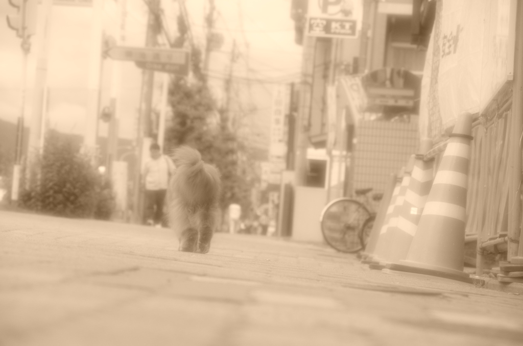 吾輩は行く