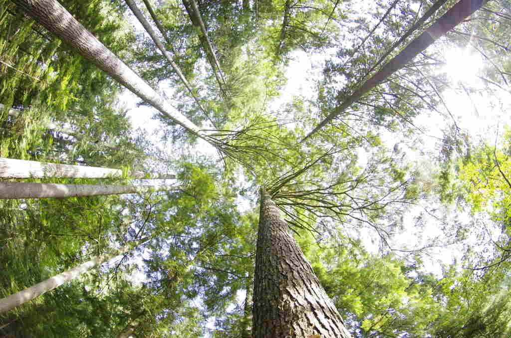 I feel nature to be