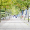 Maple leaf street