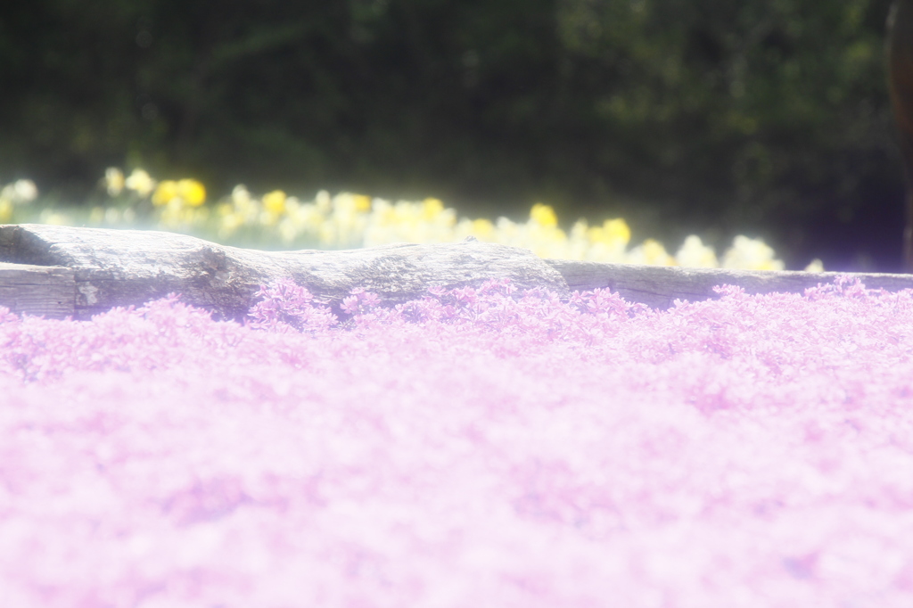 ほのぼの陽気