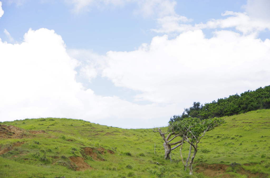 青と緑と雲と…