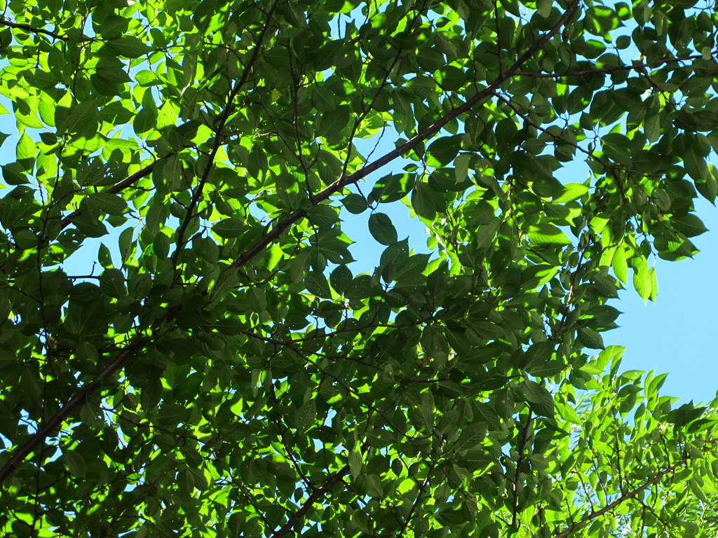 青と緑のグラデーション