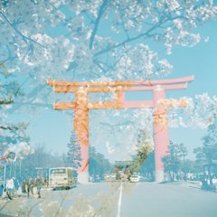 春の京都へおこしやす