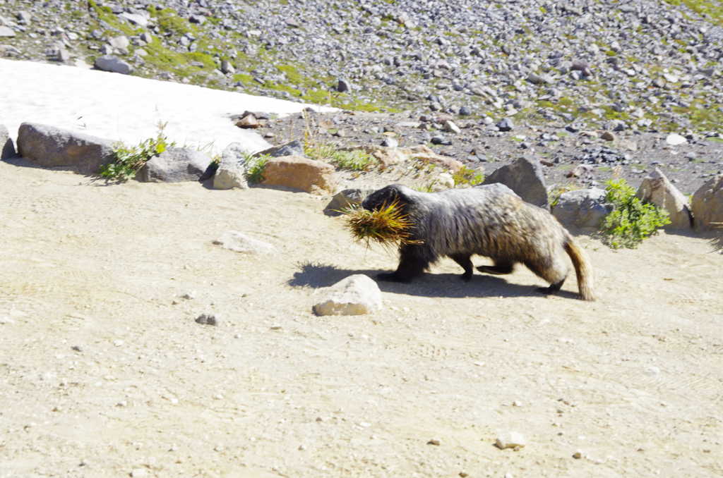 Marmot