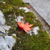 苔の上で眠る
