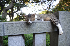 猫の寝相〜別カット〜