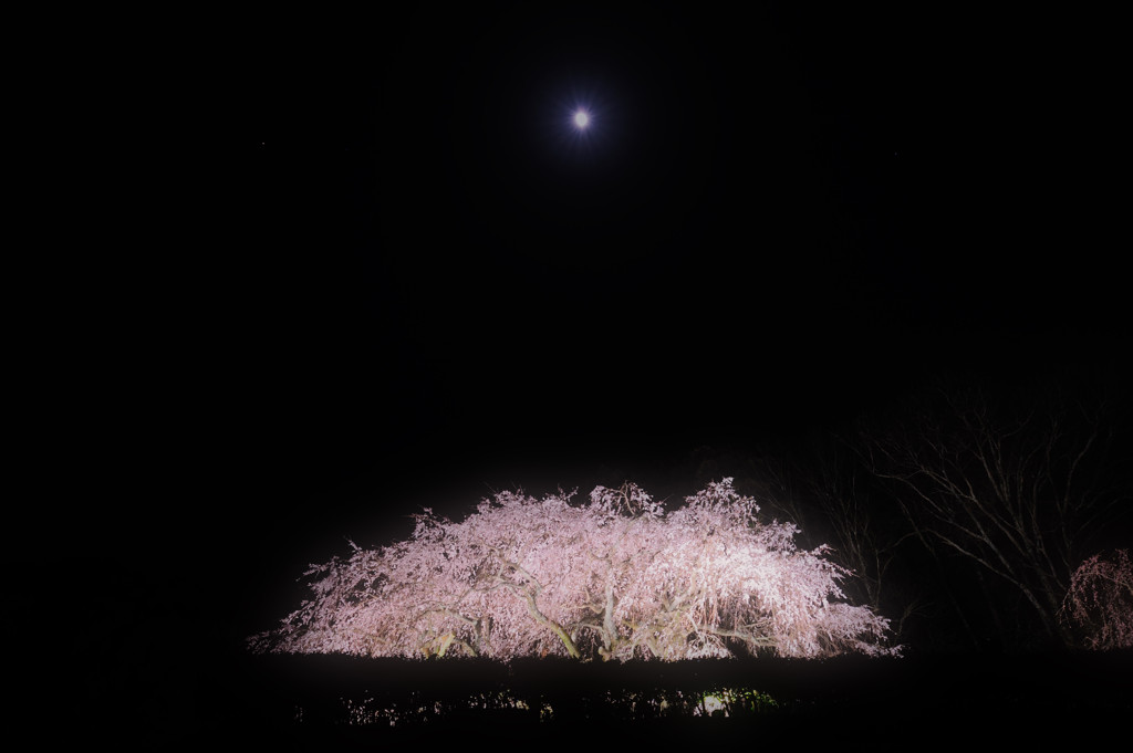 月下の夜桜