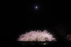 月下の夜桜