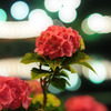 紫陽花