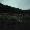 光の広場