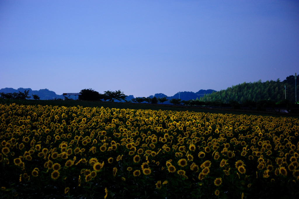 Sunflower under the moonlight