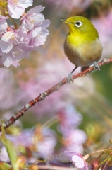 お花見