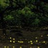 姫蛍の川