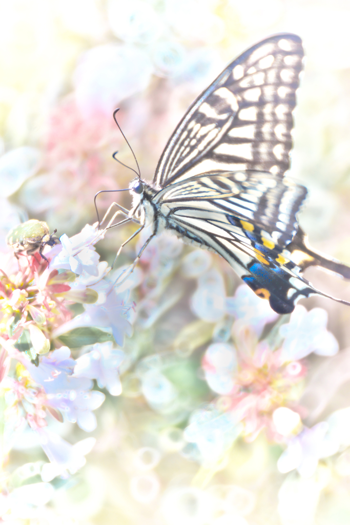 butterfly