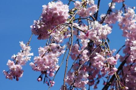 しだれ桜