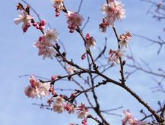 春前に咲く桜２