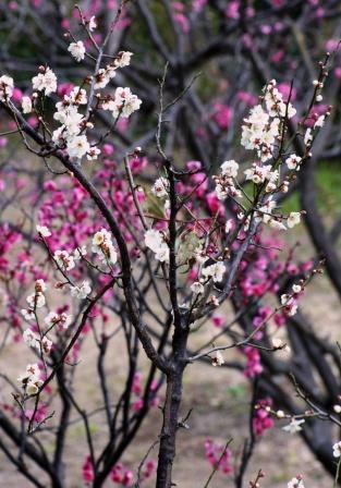 白とピンクの梅の花
