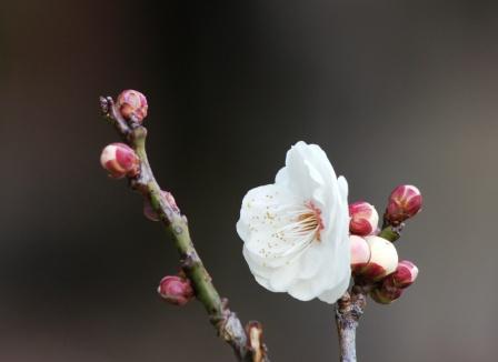 梅の花とつぼみ
