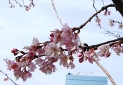 春前に咲く桜