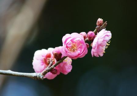 梅の花